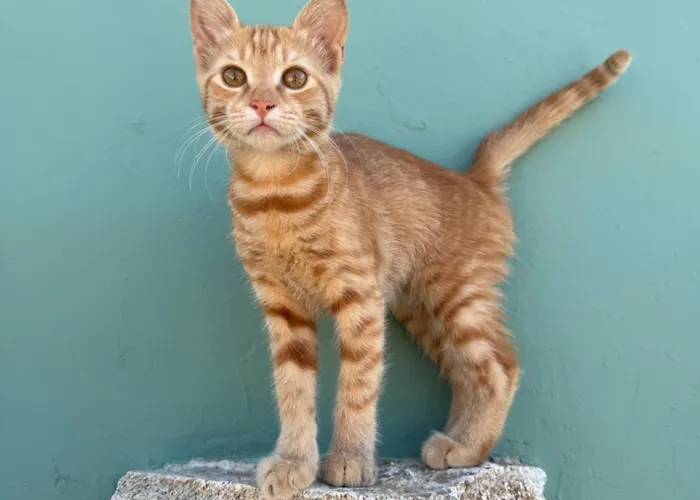 Mykonos Nest * Áno Merá